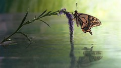 Animals water Butterflies paintings realistic