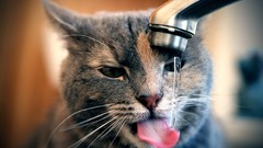 Animals water cats close-up