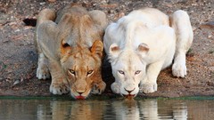 Animals water cats drinks Lions lakes albino