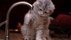 Animals water cats playing