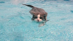 Animals water cats swimming