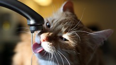 Animals water cats tongue pets drinking