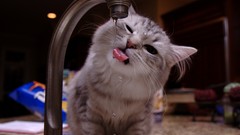 Animals water cats water drops