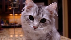 Animals water cats water drops yellow eyes