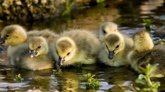 Animals water children Ducks duckling chicks goslings baby birds