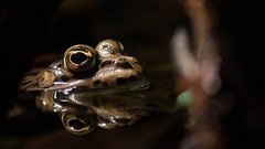 Animals water close-up Frogs reflections amphibians