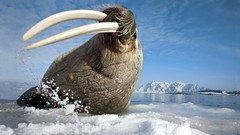 Animals water close-up walrus ice water