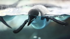 Animals water cold ice Birds Penguins close-up underwater 