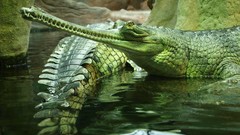 Animals water Crocodiles caimans Reptiles