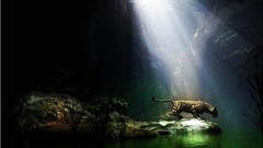 Animals water dark light