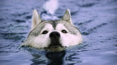 Animals water Dogs Huskies swimming