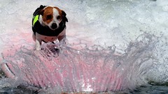 Animals water Dogs pets