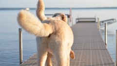 Animals water Dogs pets