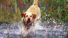 Animals water Dogs running splashes labrador retriever