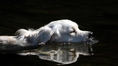 Animals water Dogs swimming