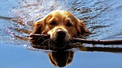 Animals water Dogs swimming