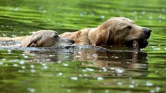 Animals water Dogs swimming pets