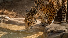 Animals water drinking feline