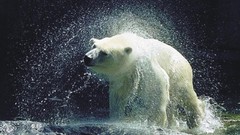 Animals water drops Polar Bears