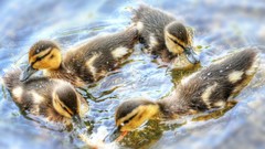 Animals water Ducks duckling baby birds