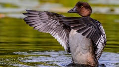 Animals water Ducks wings