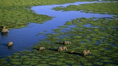 Animals water elephants marsh Kenya aerial view