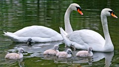 Animals water family Swans baby birds