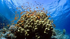 Animals water fish Corals underwater