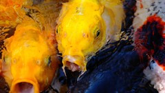 Animals water fish koi