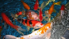 Animals water fish koi