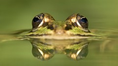 Animals water Frogs reflections