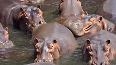 Animals water hippopotamus