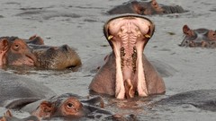 Animals water hippopotamus national geographic open mouth yawns