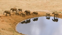 Animals water hole elephants african baby elephant