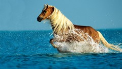 Animals water Horses