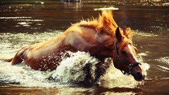 Animals water Horses