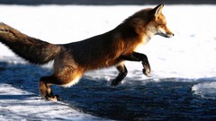 Animals water ice side view jumping Mammals foxes
