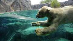 Animals water ice underwater zoo Polar Bears split-view