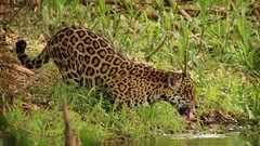 Animals water jaguar licking
