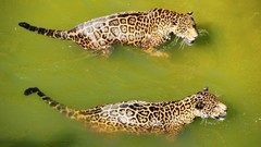 Animals water jaguars