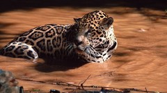 Animals water jaguars