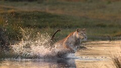 Animals water lion big cats wildlife outdoors nature Mammals