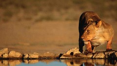 Animals water Lions