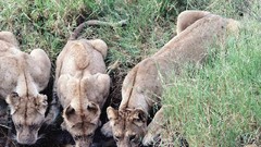 Animals water Lions drinking