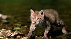 Animals water lynx rocks baby animals