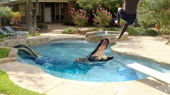 Animals water Men jumping swimming pools