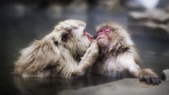 Animals water monkeys affection kissing japanese macaque