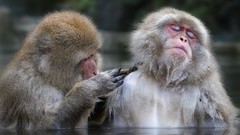 Animals water monkeys japanese macaque