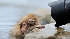 Animals water monkeys japanese macaque baby animals