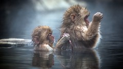 Animals water monkeys japanese macaque baby animals